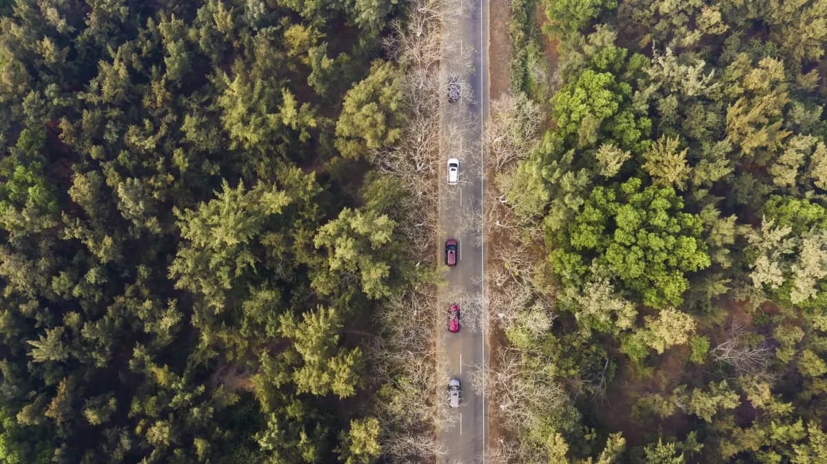 Aerial view of a forest road in Odisha