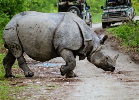 Morning and afternoon jeep safaris in Kaziranga - rhinos, elephants, tigers