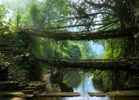 Hike to centuries-old Living Root Bridges woven by the Khasi people